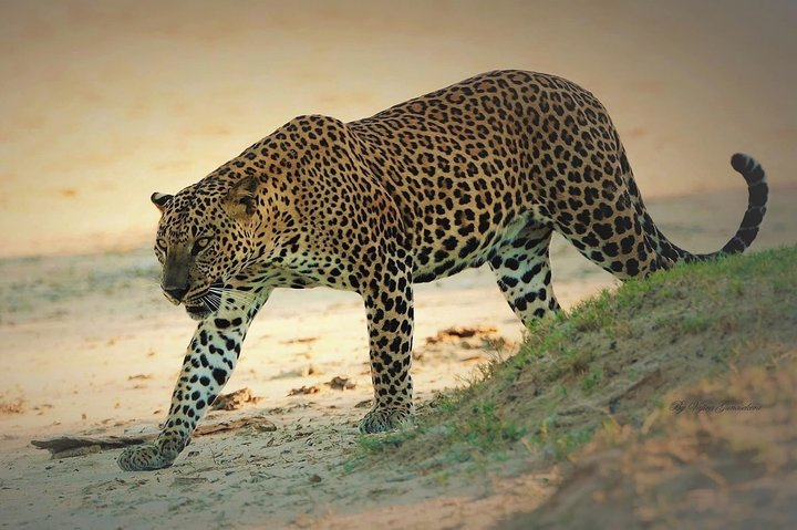 Yala National park safari tour- HALF DAY